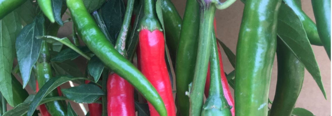 Chilli Fire Flame Red Banner Image.jpeg